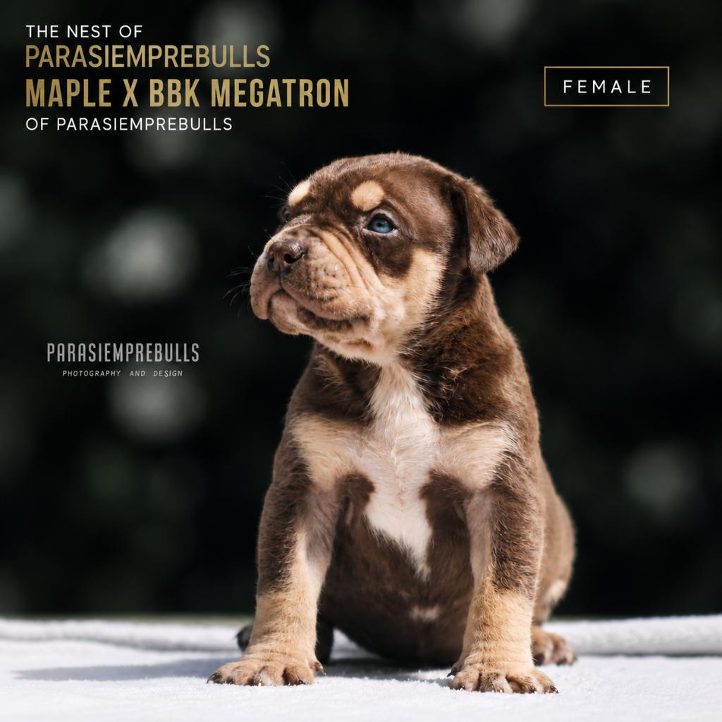 American Bully XL, Hépatite contagieuse (maladie de Rubarth), Autres races, 8 à 15 semaines, Plusieurs
