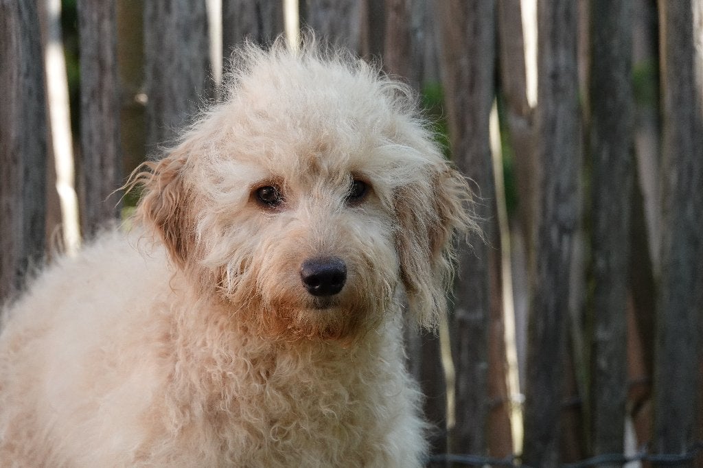 Prachtige licht abrikoze Cockapoo pup, Dieren en Toebehoren, België, Parvo, 15 weken tot 1 jaar, Overige rassen