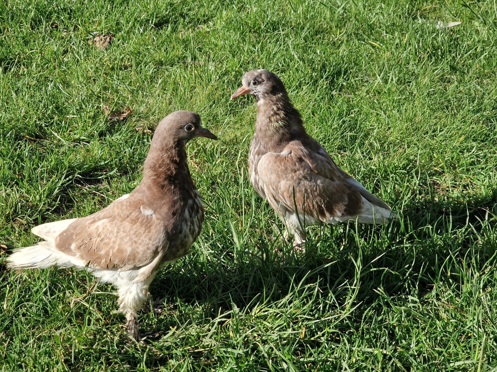 Baby takla duiven te koop rode kleur, Dieren en Toebehoren, Vogels | Duiven