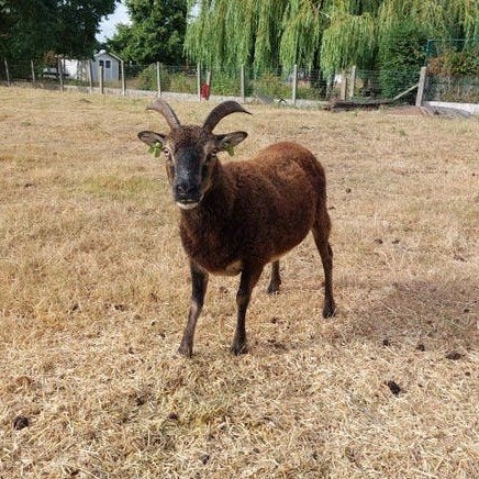 soay ooi, Dieren en Toebehoren, Vrouwelijk, Schaap, 3 tot 5 jaar