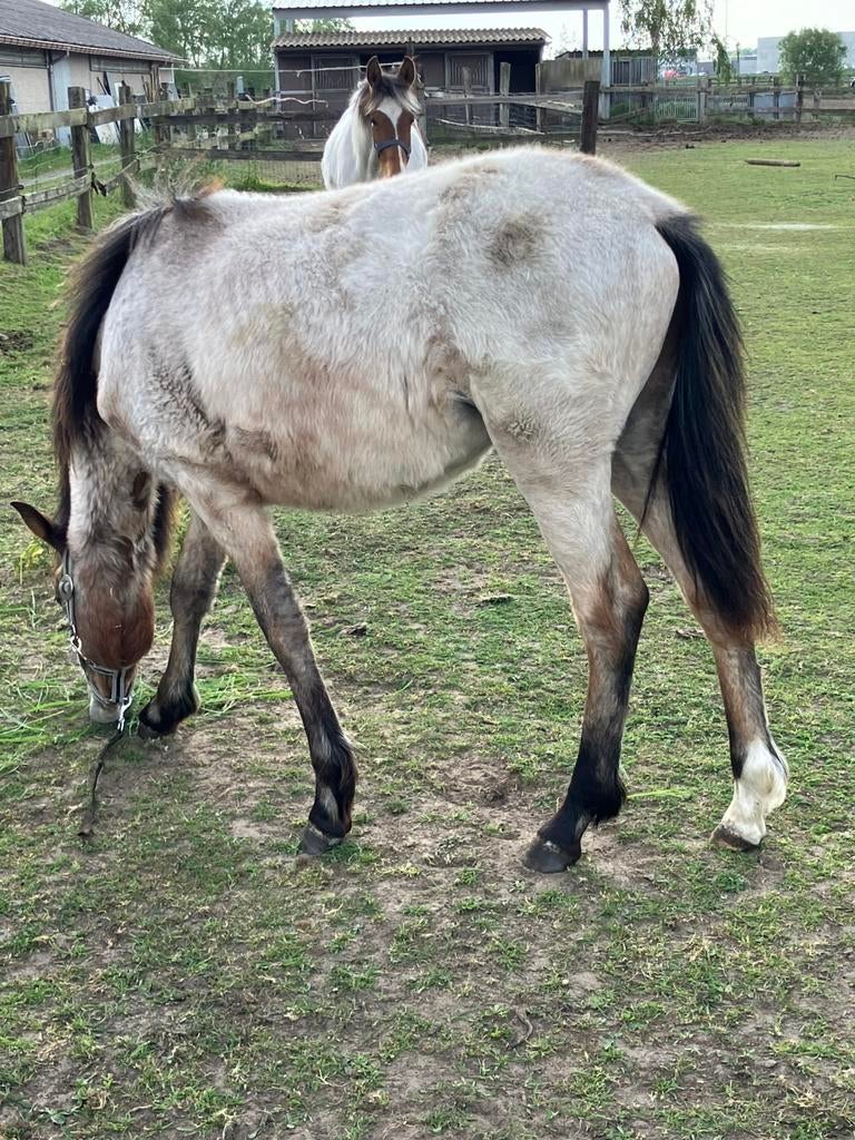 Springpony’s, Springpony