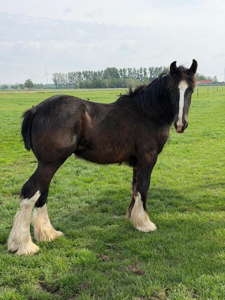 Shire hengstveulens, Étalon, Avec pedigree, 0 à 2 ans