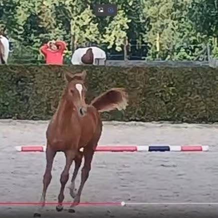 Elite D pony, BRP, Dieren en Toebehoren, Met stamboom, Springpony, 0 tot 2 jaar, Hengst