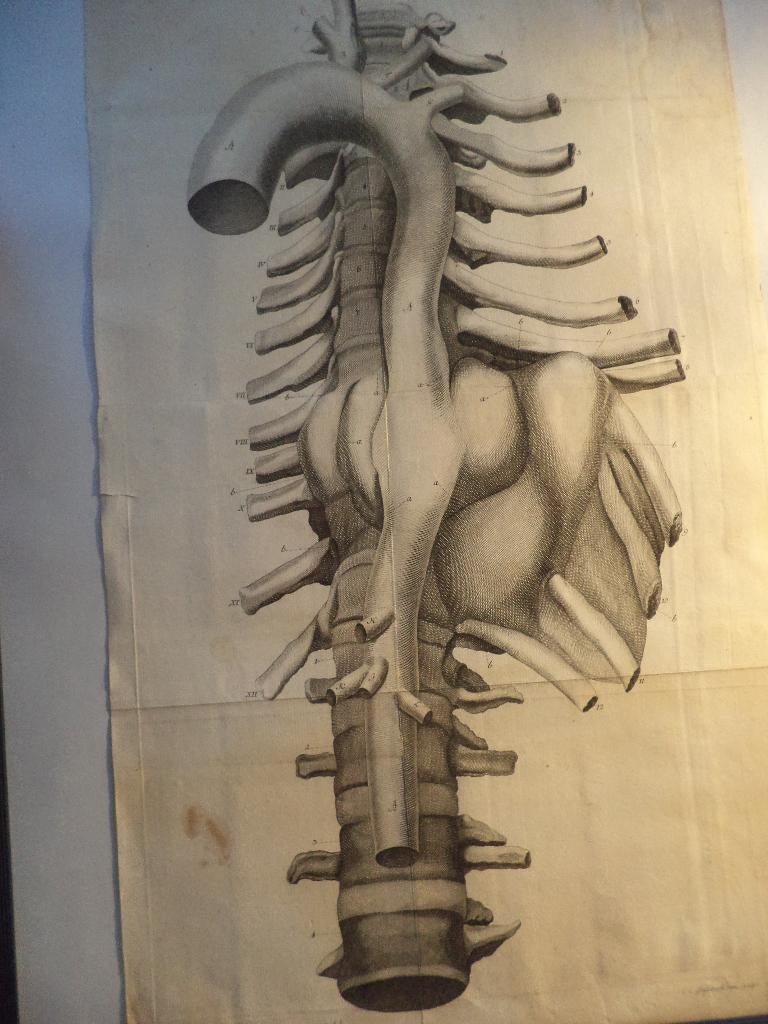 antiek origineel XVIIIe E. kopergravure F A Walter ANATOMIE, Enlèvement ou Envoi