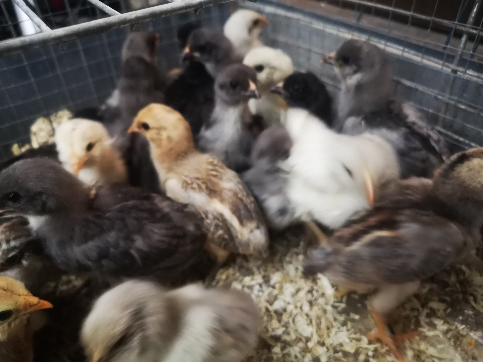Poussins olivette / ameraucana, Animaux & Accessoires, Volatiles