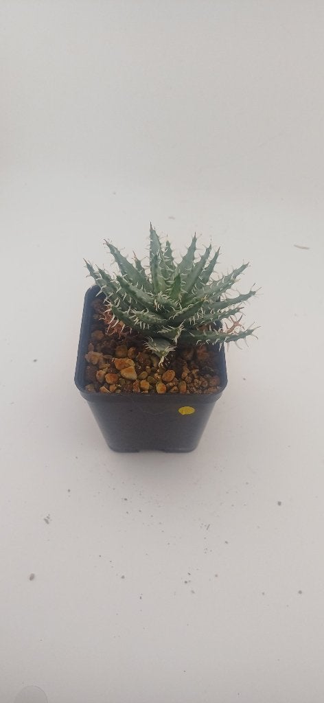 aloe erinacea, Huis en Inrichting, Kamerplanten, Vetplant, Ophalen of Verzenden, Minder dan 100 cm, Volle zon