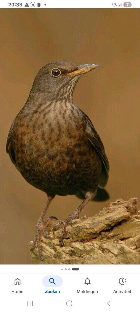 Gezocht merel, Dieren en Toebehoren, Vrouwelijk, Wildzangvogel, Geringd