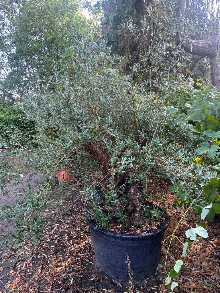 Dikke olijfboom (Olea europaea), Tuin en Terras, Ophalen, Vaste plant