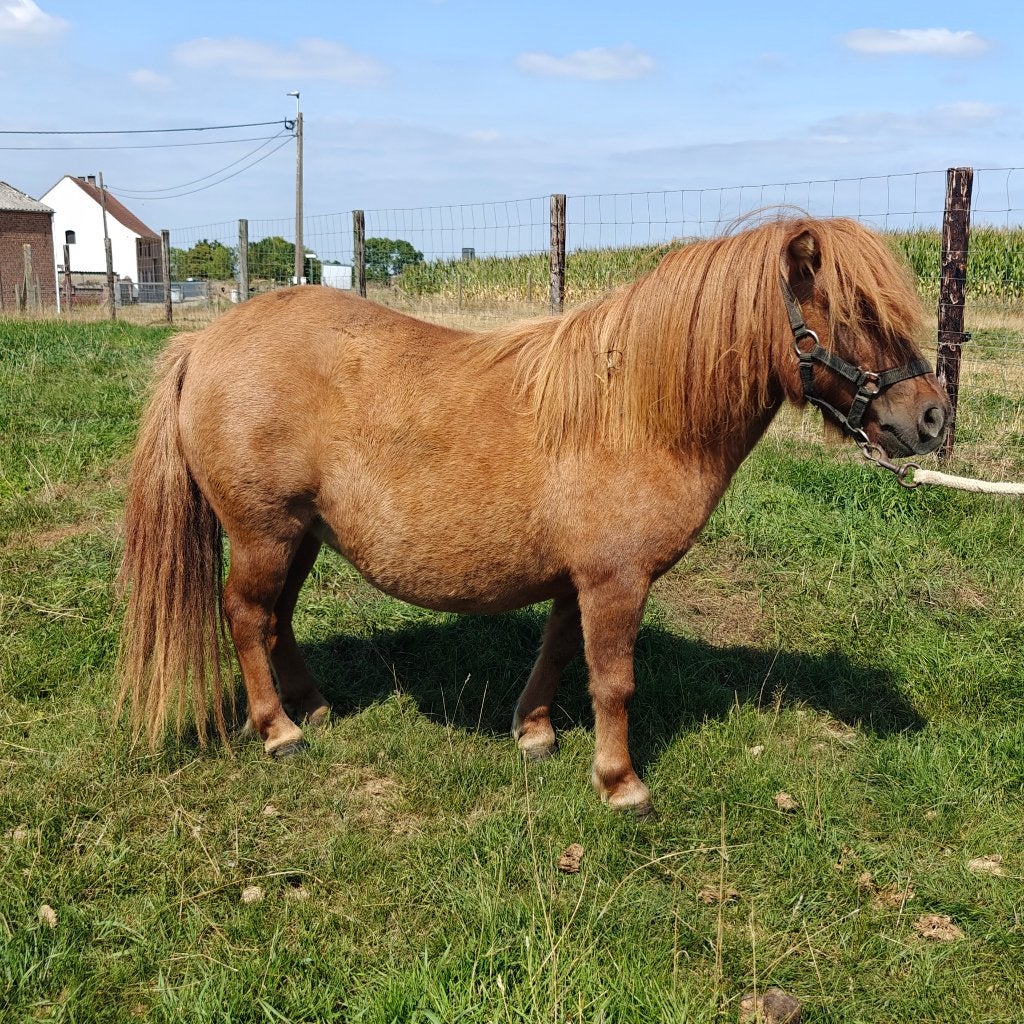Shetlandmerrie te koop, Dieren en Toebehoren, Pony's, Merrie, Met stamboom, Niet van toepassing, 3 tot 6 jaar