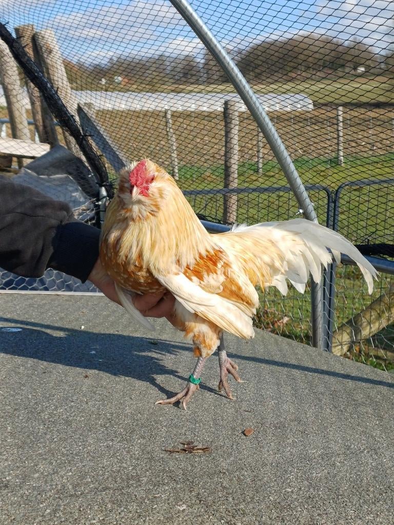 Antwerpse baardkriel | Haan, Mâle, Poule ou poulet