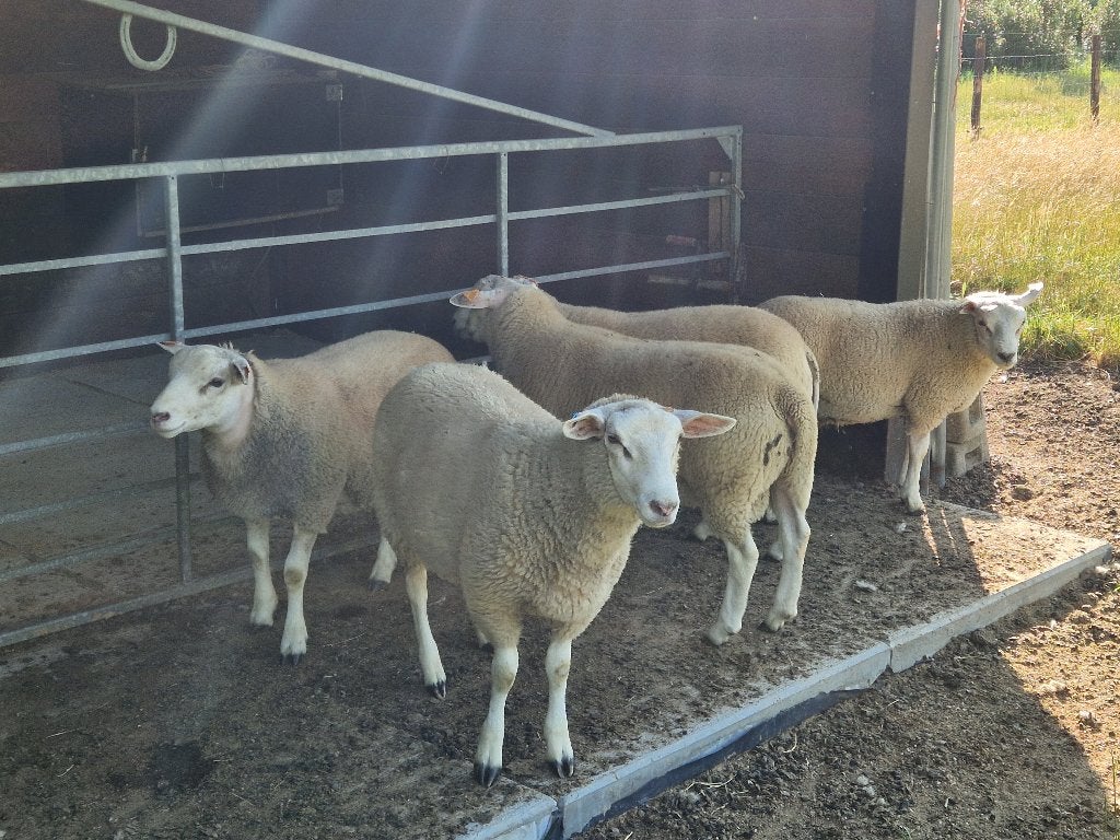 Schapen te koop jonge en oude, Plusieurs animaux, Mouton, 0 à 2 ans