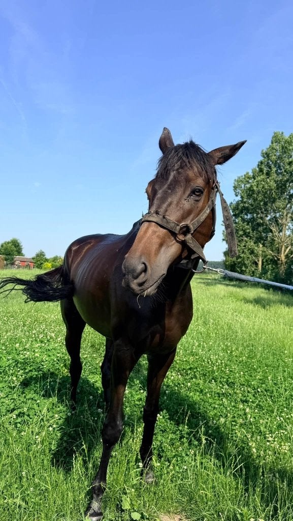 Paard te koop, Dieren en Toebehoren, Paarden, Ruin, Zadelmak, 3 tot 6 jaar, Met stamboom