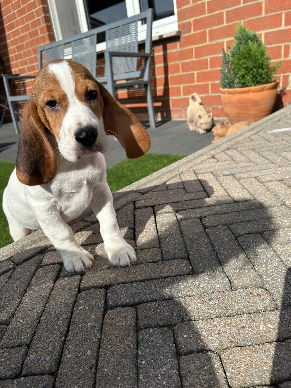 Lieve beagle pups, Beagle, Belgique, Plusieurs, 8 à 15 semaines