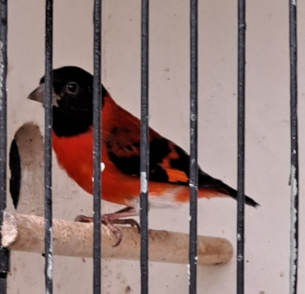 Kapoetsensijs, Dieren en Toebehoren, Vogels | Overige Vogels, Mannelijk, Tropenvogel, Geringd