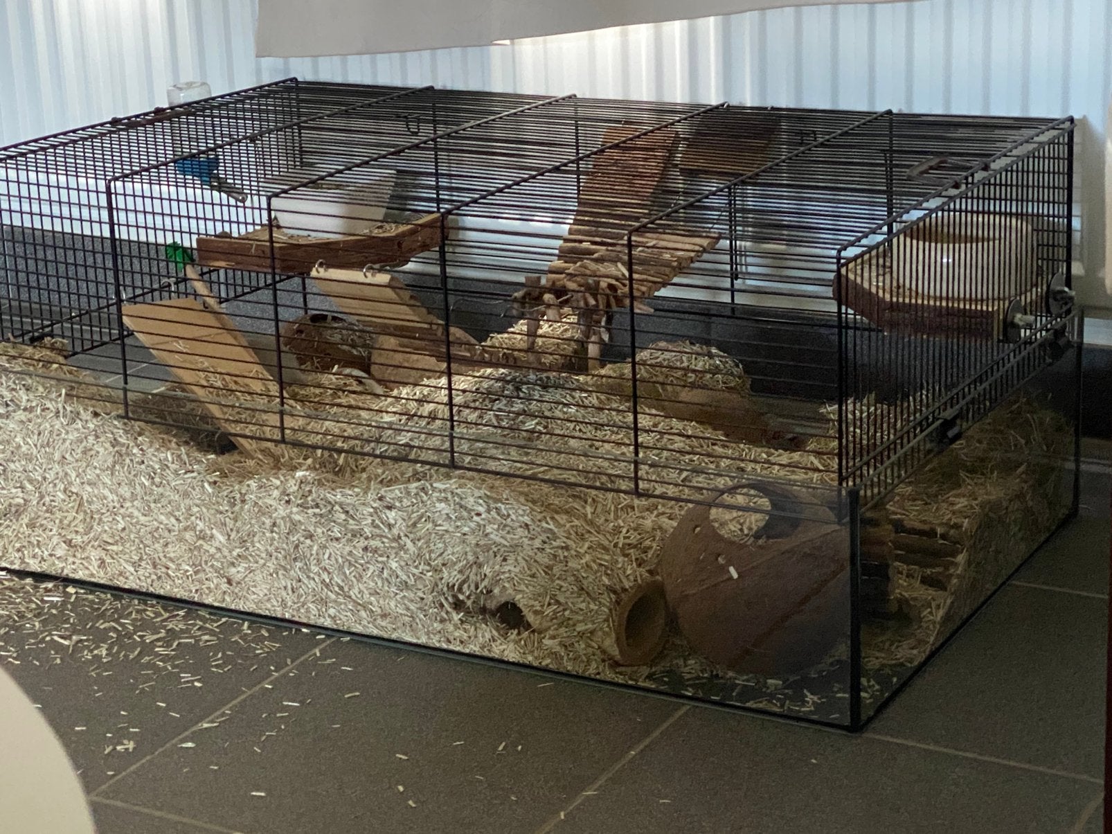 Gratis gerbils met kooi en eten, Dieren en Toebehoren, Rat, Februari, Vrouwelijk, Tam