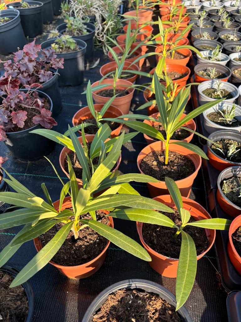 Oleander, Tuin en Terras, Ophalen