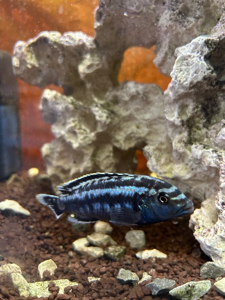 Malawi Cichliden, Vis, Zoetwatervis