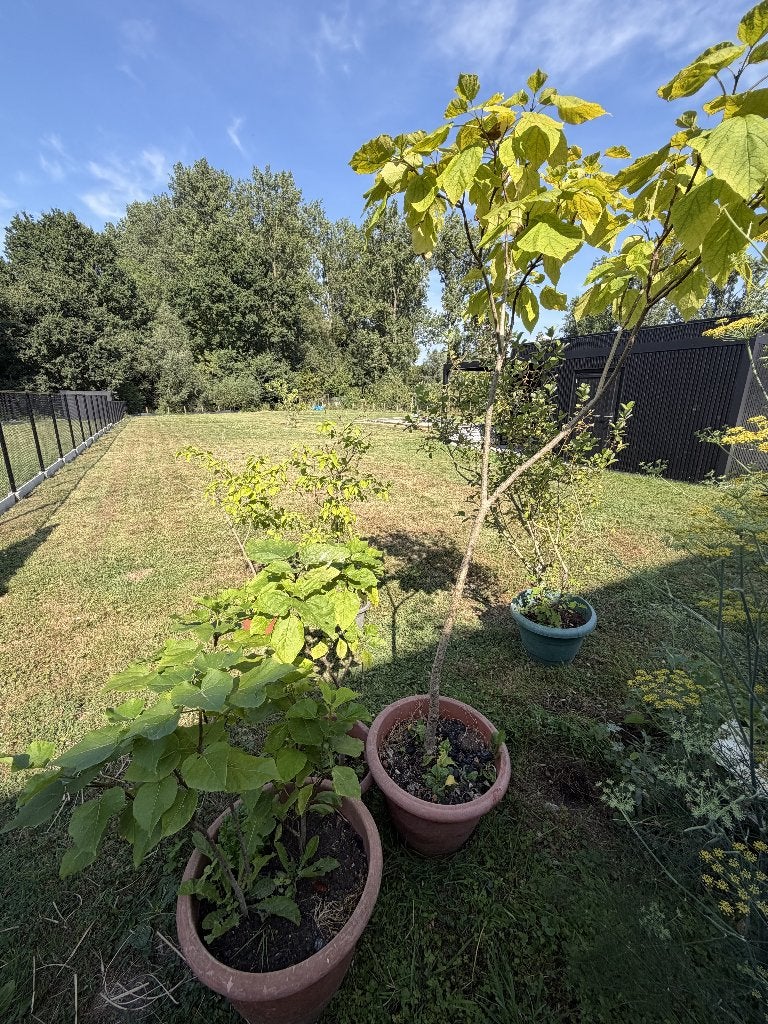 Catalpa (5 stuks), Minder dan 100 cm, Zomer, Ophalen, In pot