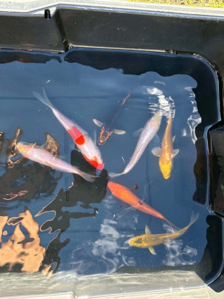 Laatste kans! Ghost, Yamabuki, Kohaku & Ginrin (7 koi), Dieren en Toebehoren, Karper of Koi