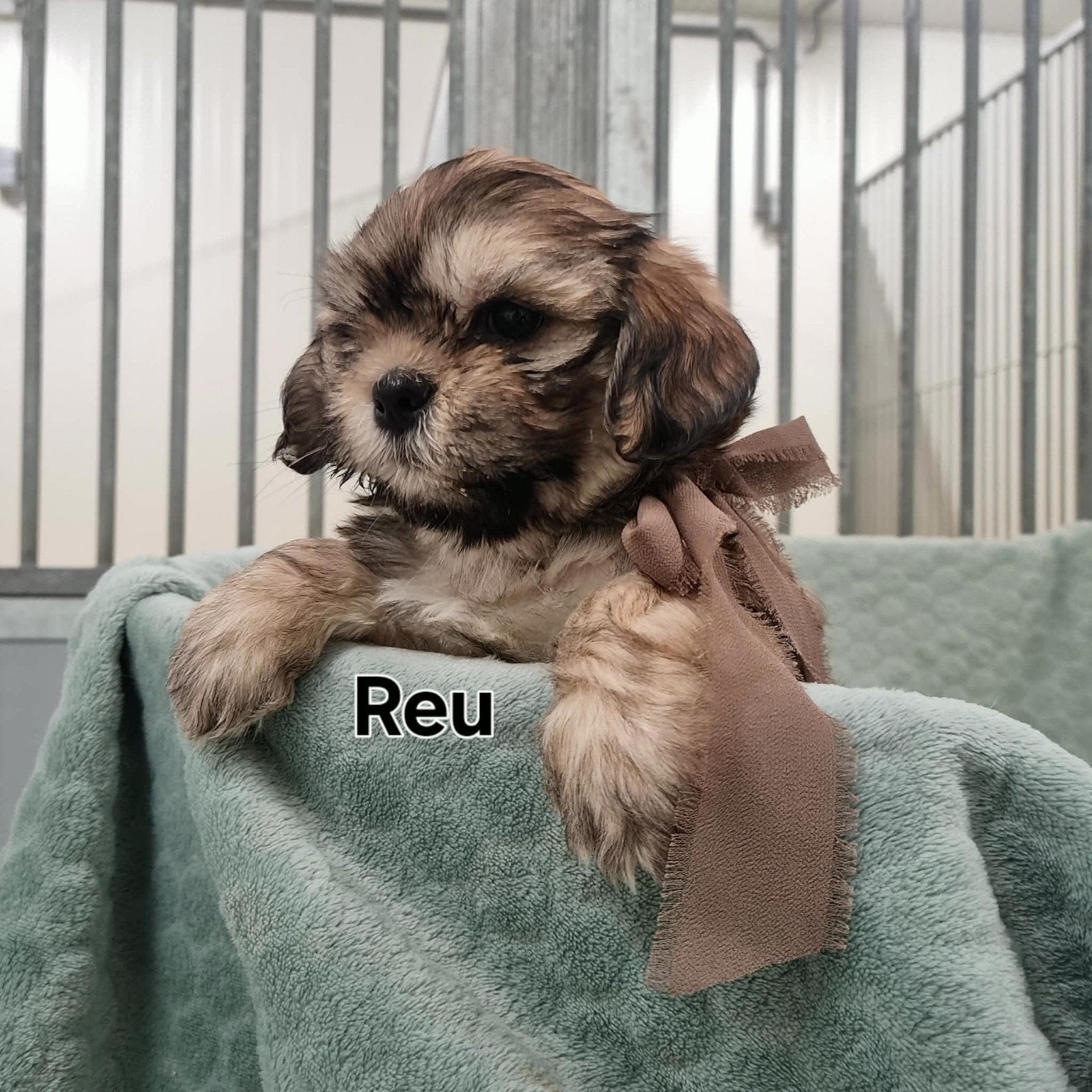 chiots shih tzu, Maladie de Carré (chiens), Autres races, Plusieurs, Belgique