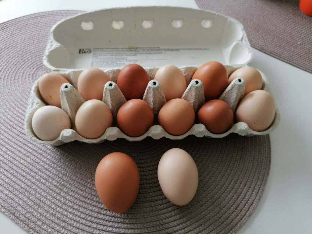 Eieren te koop, Dieren en Toebehoren