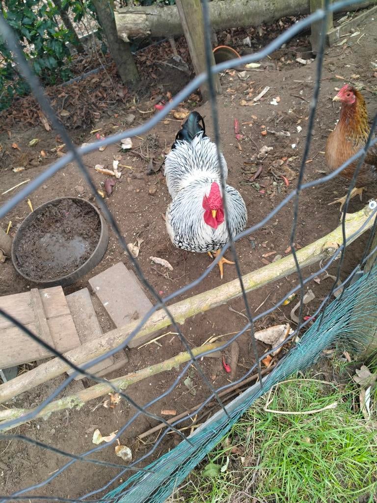 Wyandotte haan, Dieren en Toebehoren