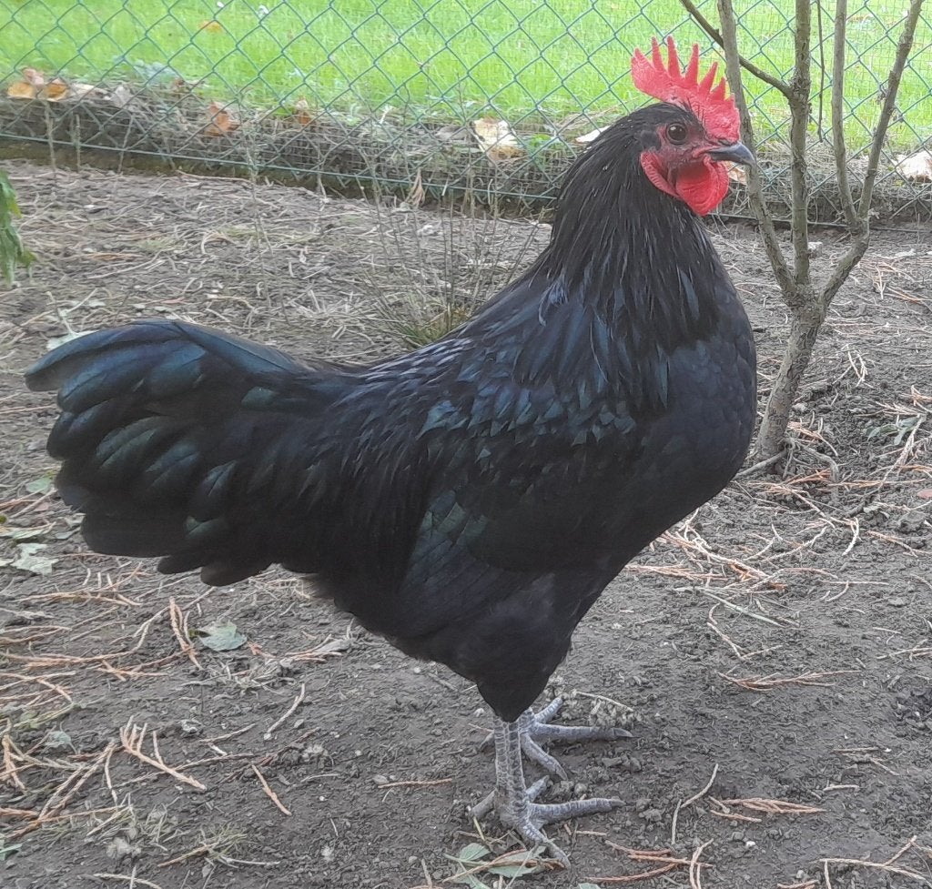 Poule de Herve - coqs, Animaux & Accessoires, Mâle