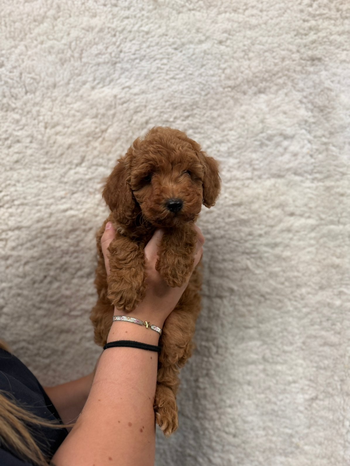 Mooie dwergpoedel pup, Dieren en Toebehoren, Poedel, België, CDV (hondenziekte), 8 tot 15 weken