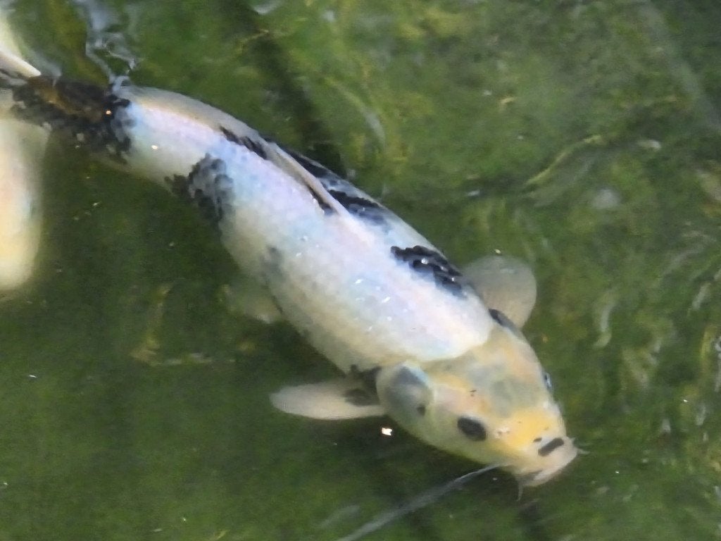 koi te koop, Karper of Koi