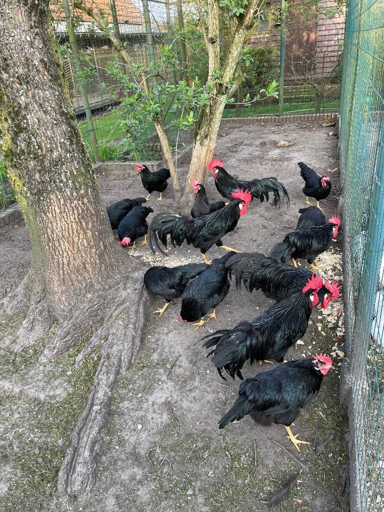 zwarte leghorn, Dieren en Toebehoren, Pluimvee, Meerdere dieren, Kip