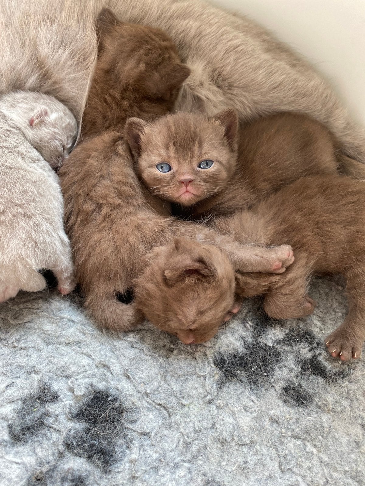 Chatons britanniques à poil court, Chatte ou Chat, Avec puce électronique, 0 à 2 ans