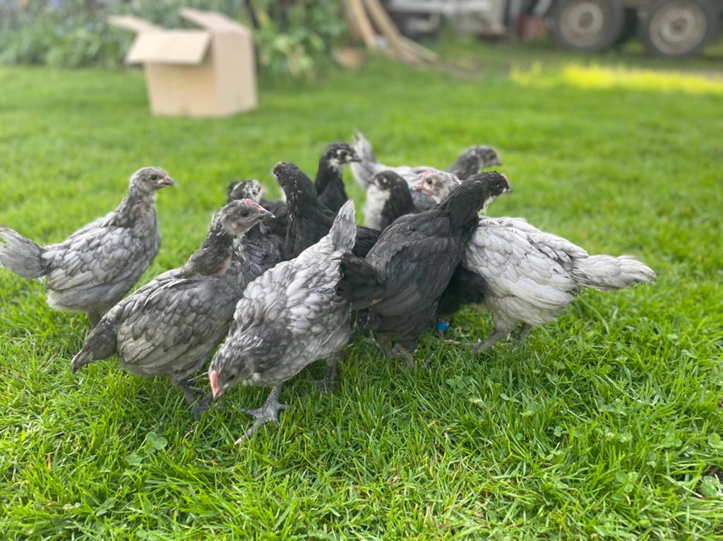 Jonge australorp kuikens 3 maand oud, Dieren en Toebehoren, Pluimvee