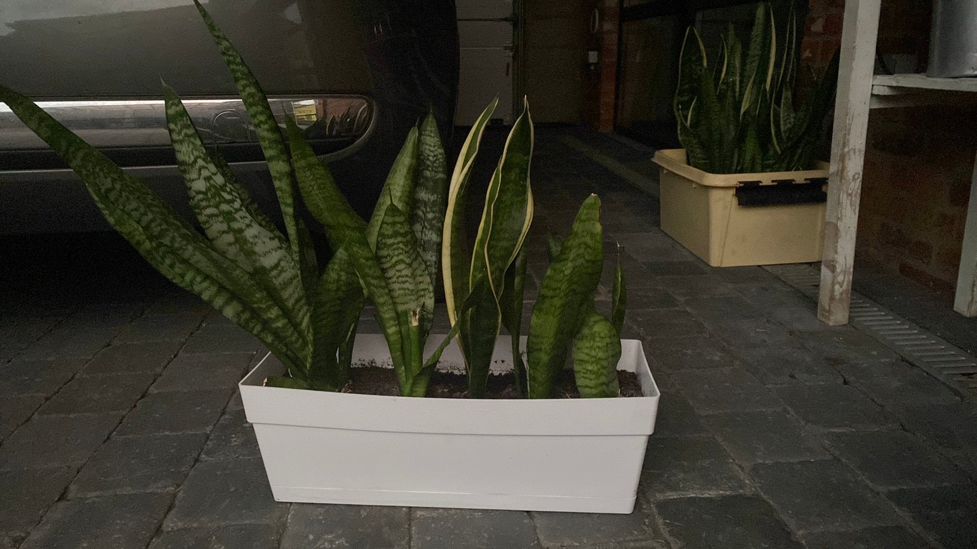 Bloembak met sanseveria’s, Ophalen, Binnen, Zo goed als nieuw, Rechthoekig