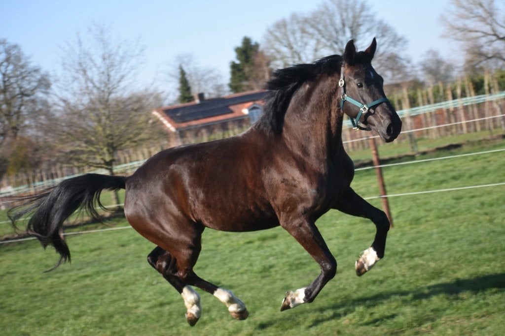 Bloedmooie, 4 jarige Taminiau x Osmium x Gribaldi merrie, B, 165 à 170 cm, Avec pedigree, Cheval de récréation