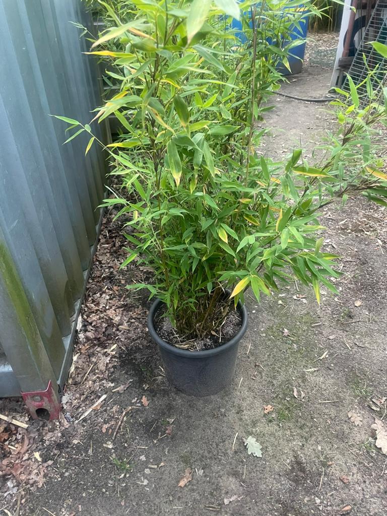 Fargesia, Tuin en Terras, Planten | Struiken en Hagen, Ophalen
