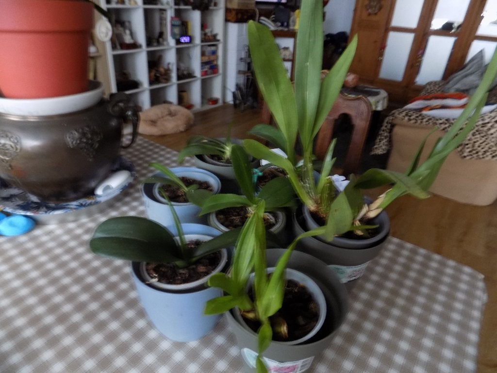 lot d'orchidée, Enlèvement