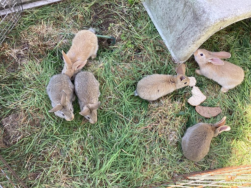 Konijnen, Dieren en Toebehoren, Konijnen