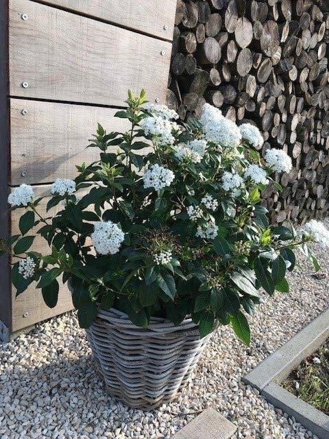 Boule de neige/Viburnum tinus, Jardin & Terrasse, Enlèvement, Autres espèces, Haie, Moins de 100 cm