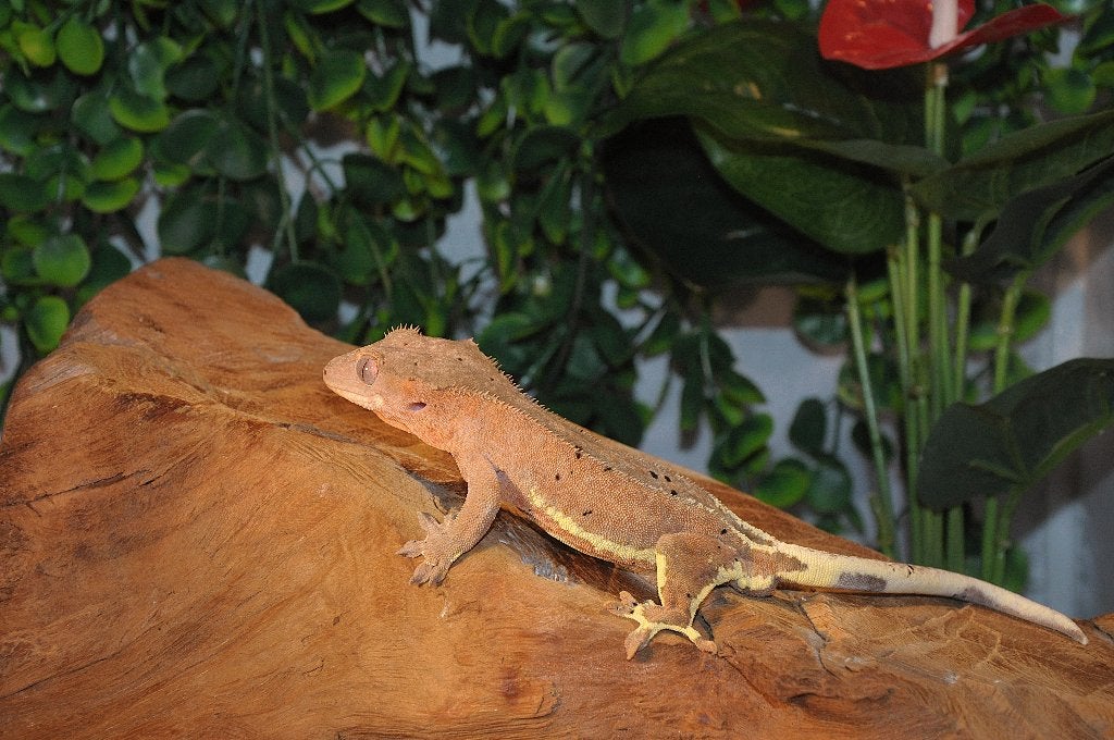 Wimpergekko 17, Animaux & Accessoires, Reptiles & Amphibiens, Autres espèces, 0 à 2 ans