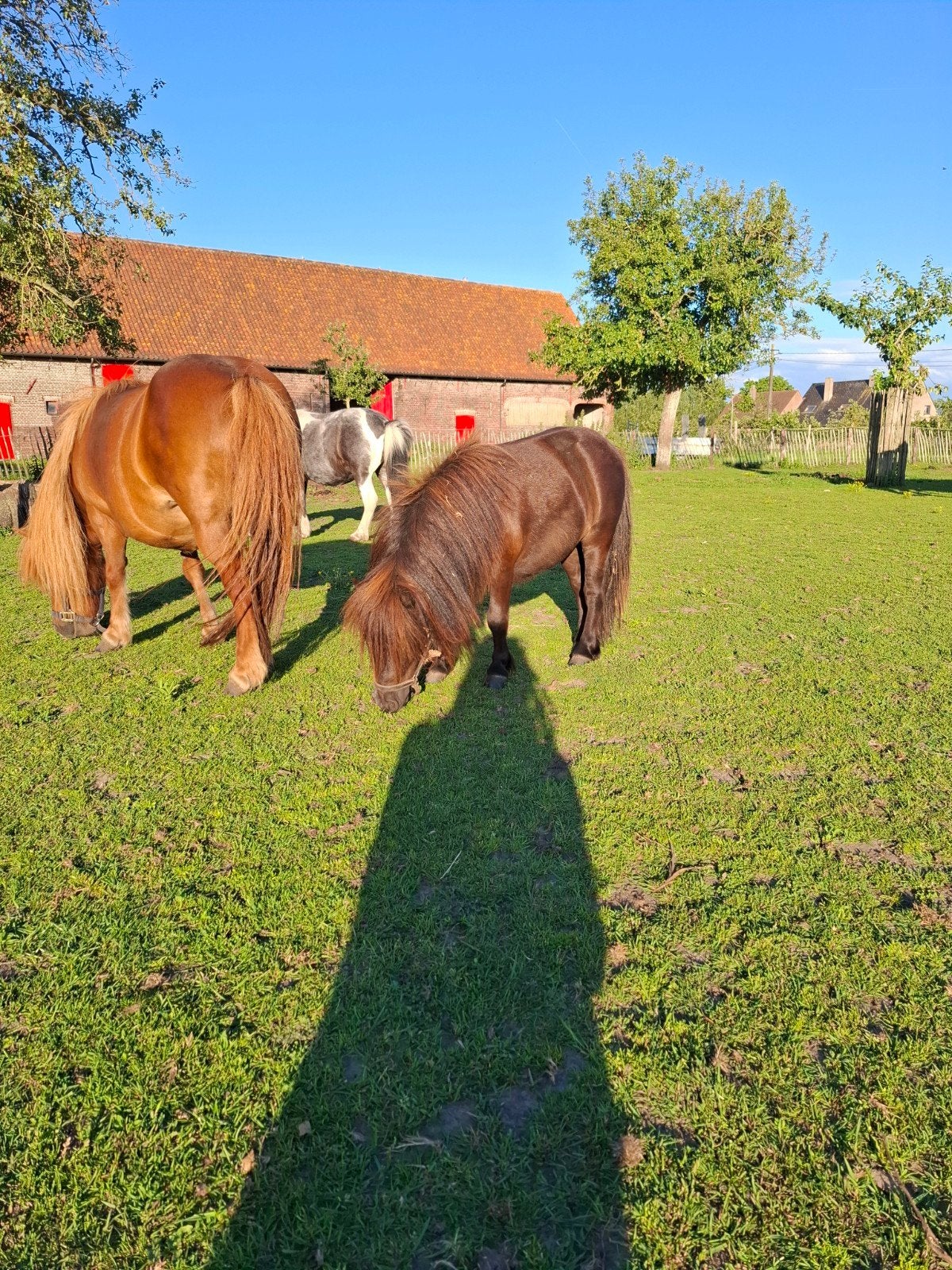 Shetlander merrie 9 jaar, Dieren en Toebehoren, Merrie