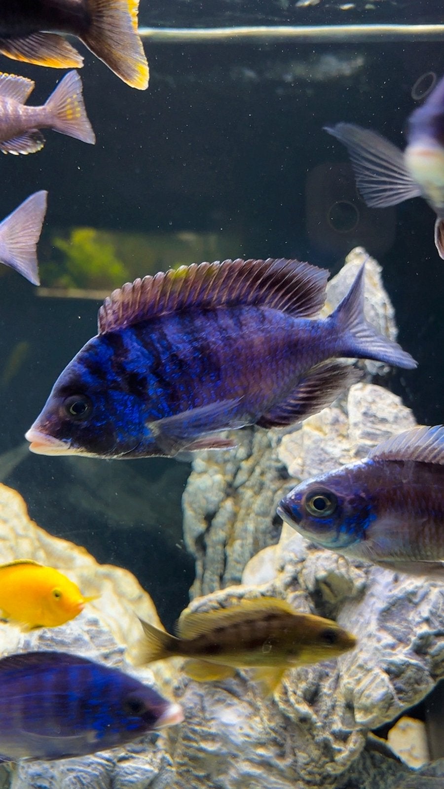 Malawi - cichilden, Animaux & Accessoires, Poissons | Poissons d'aquarium, Poisson, Poisson d'eau douce, Banc de poissons