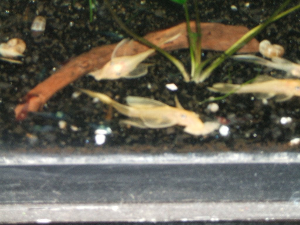 Kweekgroep Ancistrus lemon longfin, Dieren en Toebehoren