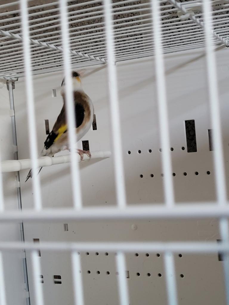 putter, Dieren en Toebehoren, Vogels | Toebehoren, Ophalen