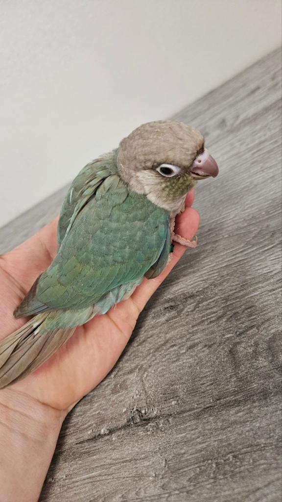 Jonge handtamme Pyrrhura molinea Cinnamon turquoise