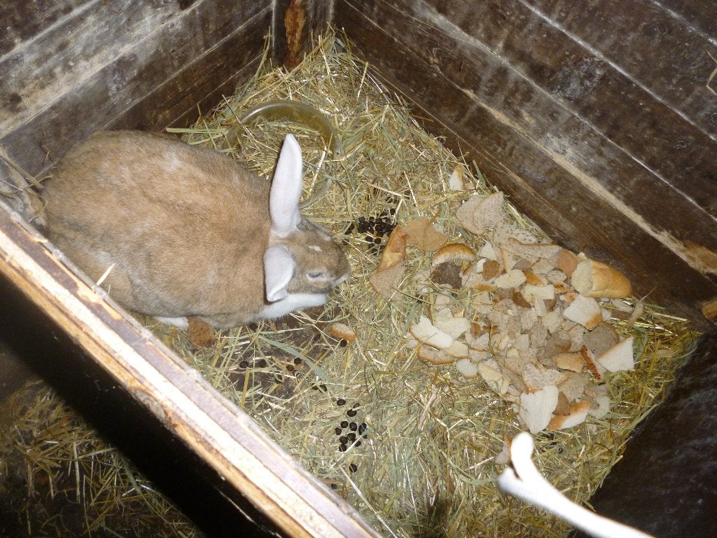 mooie duitse voedster, Vrouwelijk, Groot, 0 tot 2 jaar