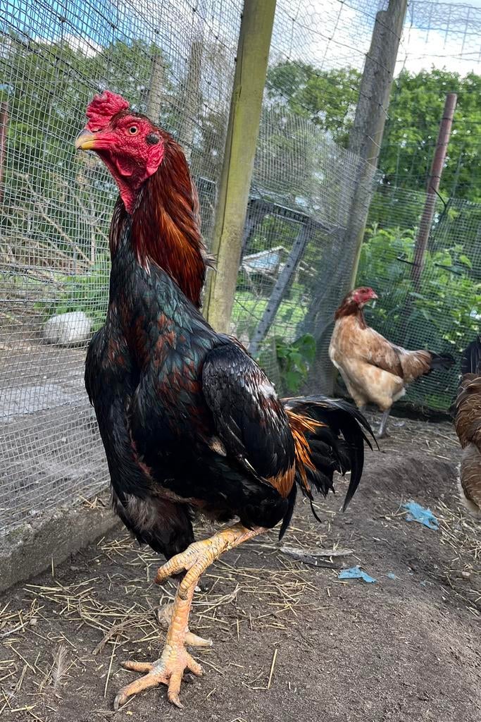 Prachtige shamo x aseel, Mâle, Poule ou poulet