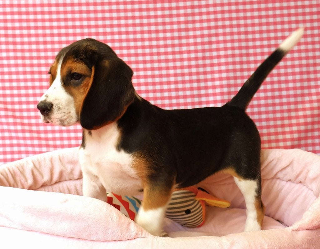 Des chiots Beagle super mignons !, 15 semaines à 1 an, Étranger, Beagle, Hépatite contagieuse (maladie de Rubarth)