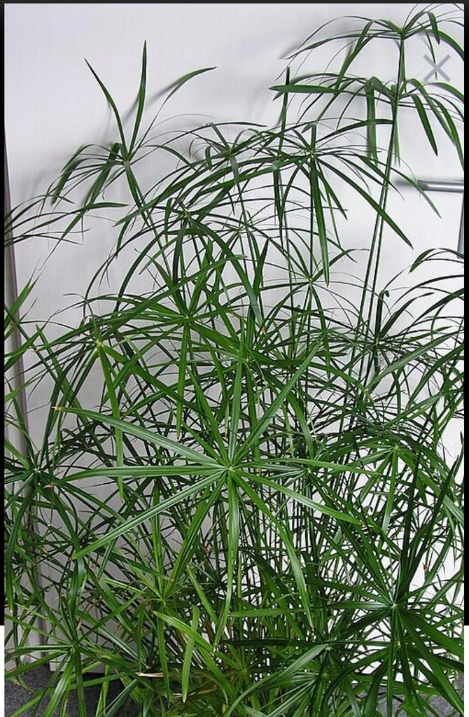 Mooi gewortelde stek van Papyrus kamerplant, Maison & Meubles, Plantes d'intérieur, Autres espèces, 150 à 200 cm, Plante verte