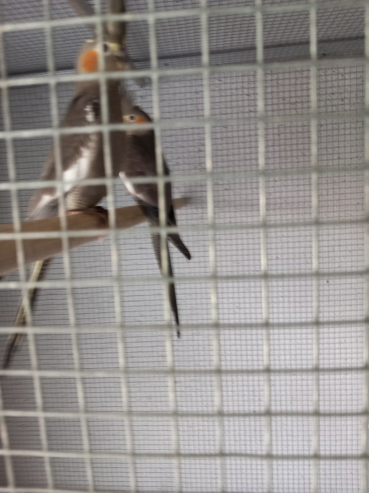 Johan, Dieren en Toebehoren