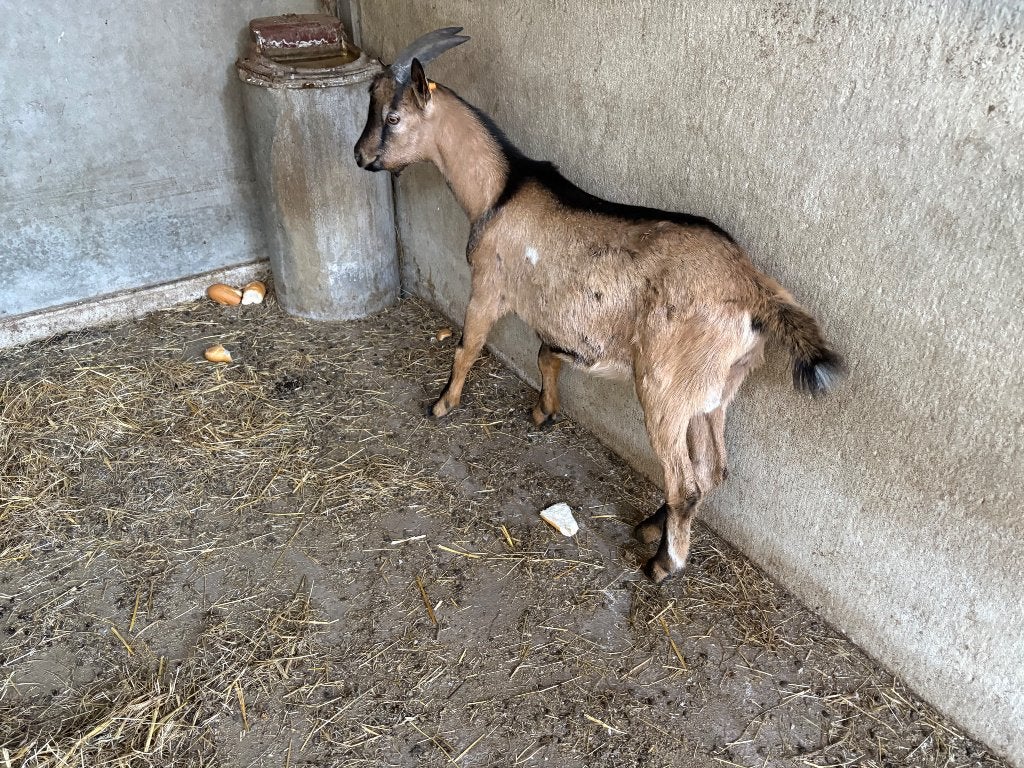 1 bouc castre et un bouc laitier, Animaux & Accessoires, Mâle, Chèvre, 0 à 2 ans